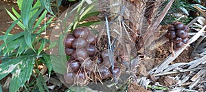 Group of salaca or snakefruit