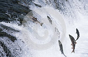 Group of Salmon jumping upstream in river