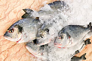 Group of saltwater fishes on ice at marble