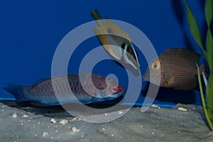 Group of Saltwaterfish