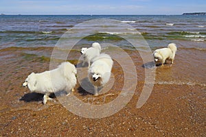 Group of Samoyed dogs