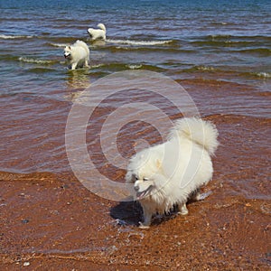 Group of Samoyed dogs