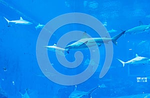 a group of Sandbar Silvertip Sharks in a blue water aquarium in
