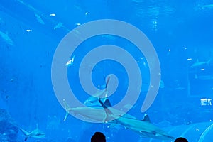 a group of Sandbar Silvertip Sharks in a blue water aquarium. i