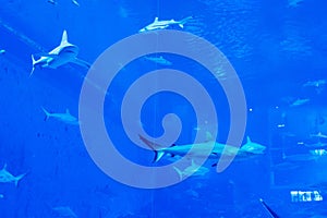 a group of Sandbar Silvertip Sharks in a blue water aquarium. i