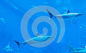 a group of Sandbar Silvertip Sharks in a blue water aquarium. i