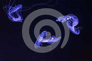 Group of Sanderia Malayensis, Amakusa Jellyfish swimming in aquarium pool with blue neon light