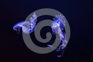 Group of Sanderia Malayensis, Amakusa Jellyfish swimming in aquarium pool with blue neon light