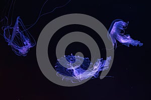 Group of Sanderia Malayensis, Amakusa Jellyfish swimming in aquarium pool with blue neon light