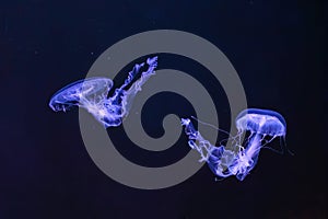 Group of Sanderia Malayensis, Amakusa Jellyfish swimming in aquarium pool with blue neon light
