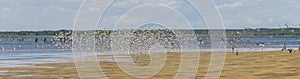 Group of Sanderling at Lagoa do Peixe photo