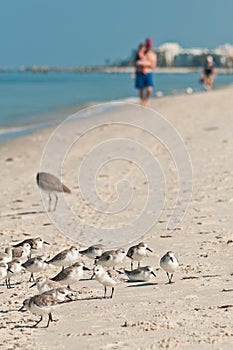 Group of Sanderling, sea birds standing on tropical beach