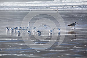 A group of Sanderling stand on a beach