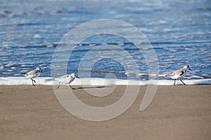 A group of Sanderling stand on a beach