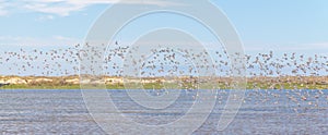 Group of Sanderlings at Lagoa do Peixe photo