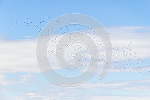 Group of Sanderlings at Lagoa do Peixe