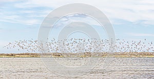 Group of Sanderlings at Lagoa do Peixe