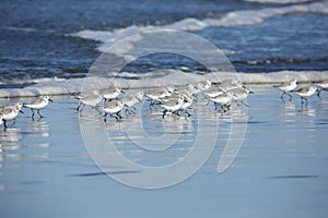 A group of sanderlings in winter plumage running on the ocean coast.