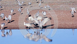 A Group of Sandhill Cranes by a Pond