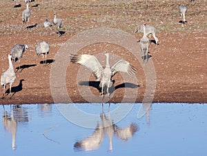 A Group of Sandhill Cranes by a Pond