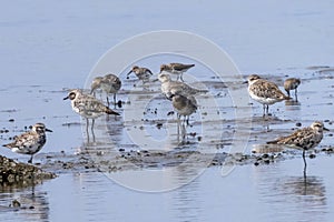Group of sandpiper looking for feeds in the tidal flats