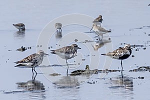Group of sandpiper looking for feeds in the tidal flats