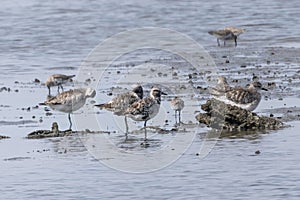 Group of sandpiper looking for feeds in the tidal flats