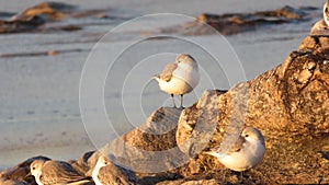 Group of sandpipers on the beach