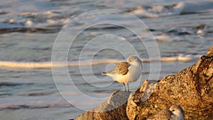 Group of sandpipers on the beach