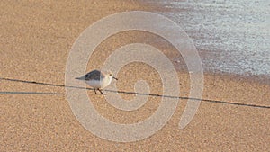 Group of sandpipers on the beach