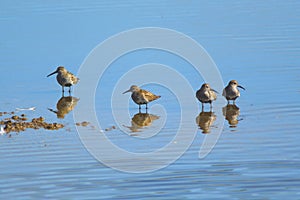 Group of sandpipers feeding in shallow water