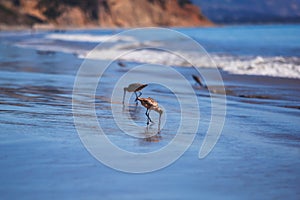 Group of sandpipers walking along the water's edge and searching for food, Santa-Barbara beach, California, focus on first marine