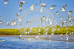 The group of sandwich terns in seabird parks and reserves of Senegal, Africa. They areflying in lagoon Somone. There is sunset photo