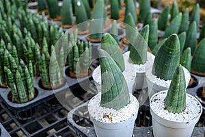 A group of Sansevieria Cylindrica or Snake plant arrangement in pot for selling in market.