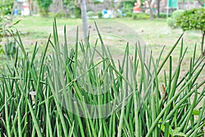 Group of Sansevieria stuckyi plant in the tropical garden with blur background photo