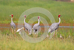 Group of sarus crane