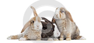 Group of Satin Mini Lop rabbits, isolated photo