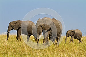 A group of savanna elephants