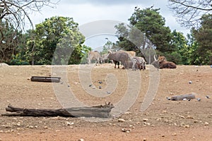 Group of Savannah herbivore animals