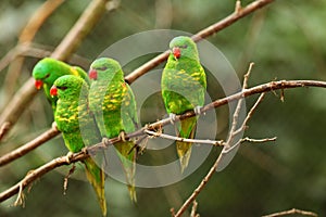 The group of scaly-breasted lorikeets Trichoglossus chlorolepidotus sitting on the small brown branche