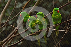 The group of scaly-breasted lorikeets Trichoglossus chlorolepidotus sitting on the small brown branche