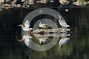 A group of Scaly-Sided Merganser