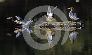 A group of Scaly-Sided Merganser