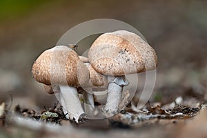 Group of scaly wood mushrooms (Agaricus silvaticus) in september