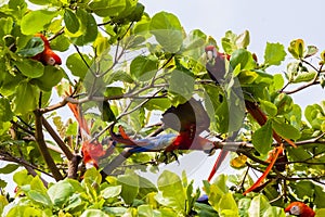 Group of scarlet macaws, Ara macao or Arakanga