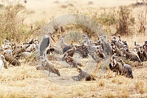 Group of Scavenger Birds in Africa