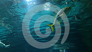 Group, school of fish swimming in deep blue sea water in sunrays, beautiful underwater world seascape