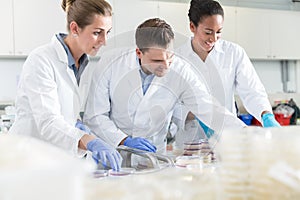 Group of scientists in food laboratory with samples in petri dis