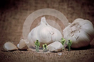 Group of scientists inspecting garlic bulb. Color tone tuned