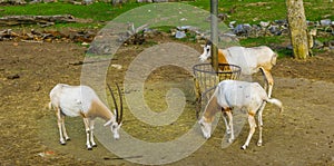 Group of scimitar oryxes standing at the hay basket, animal specie that is extinct in the wild